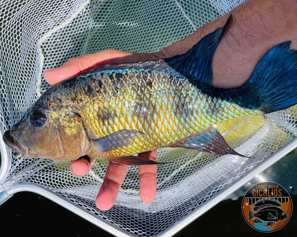 Lake Malawi Haps – Snake River Cichlids