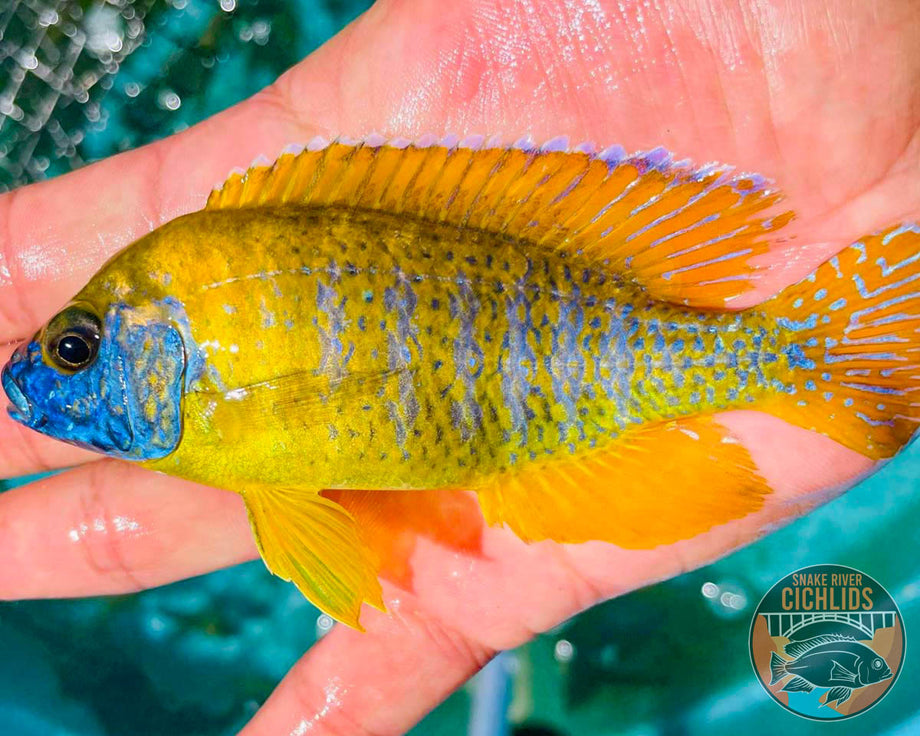 Sunshine Peacock