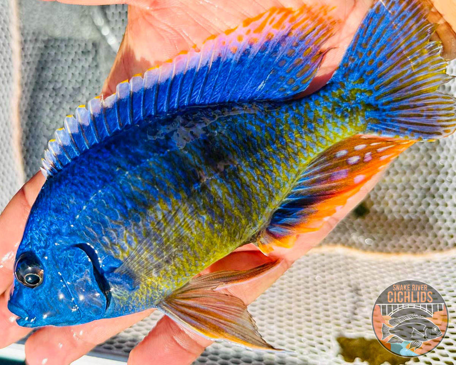 Taiwan Reef Hap