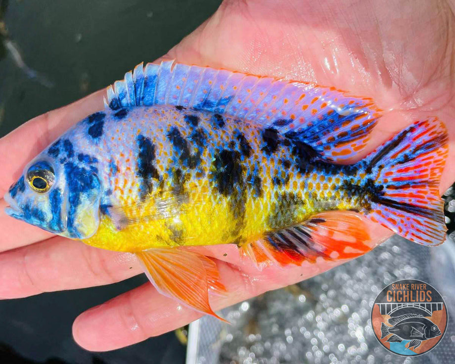 Taiwan Reef OB