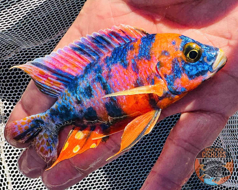 Albino Apache Peacock Cichlid – Snake River Cichlids