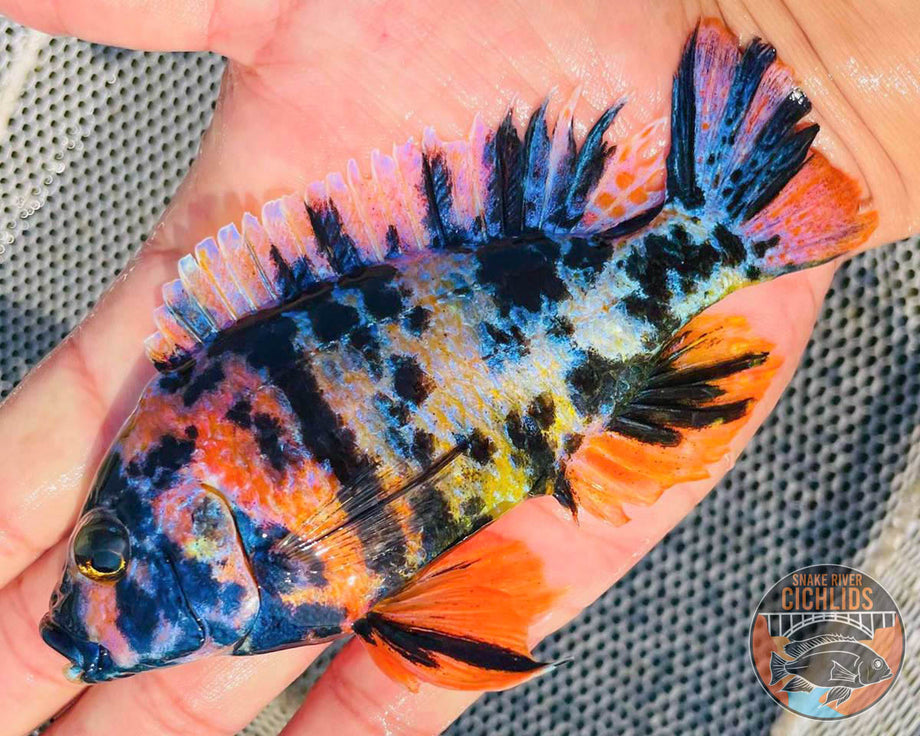 Eureka Red Jake OB Cichlid – Snake River Cichlids