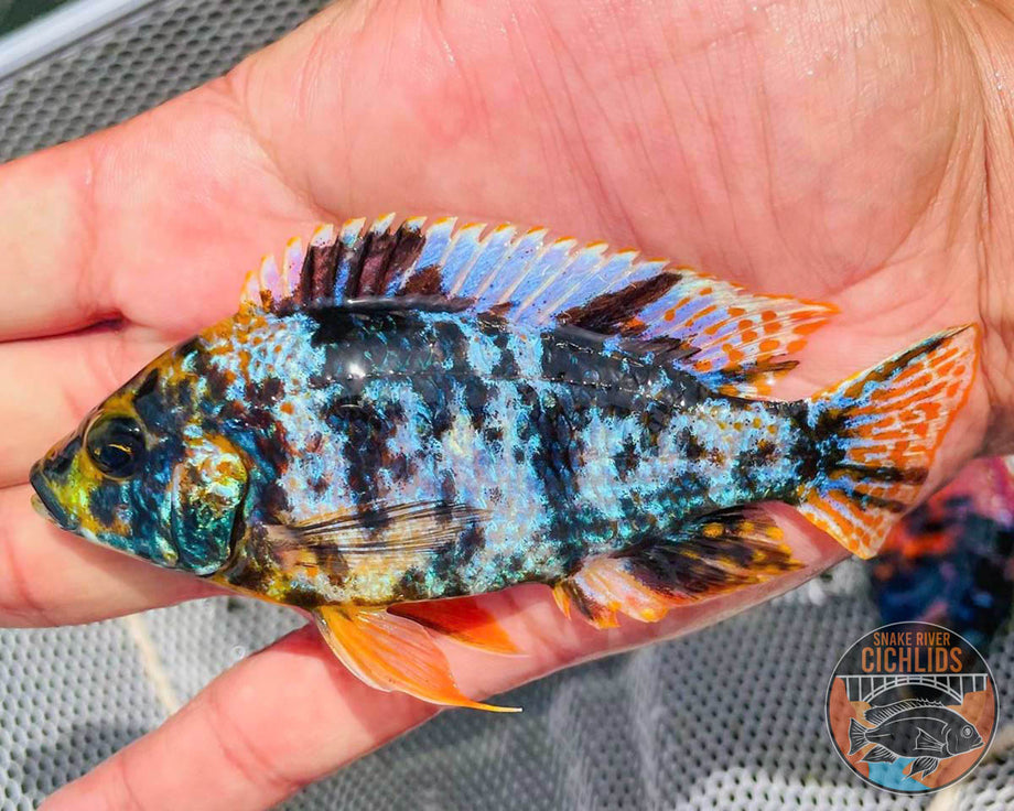 Albino Apache Peacock Cichlid – Snake River Cichlids