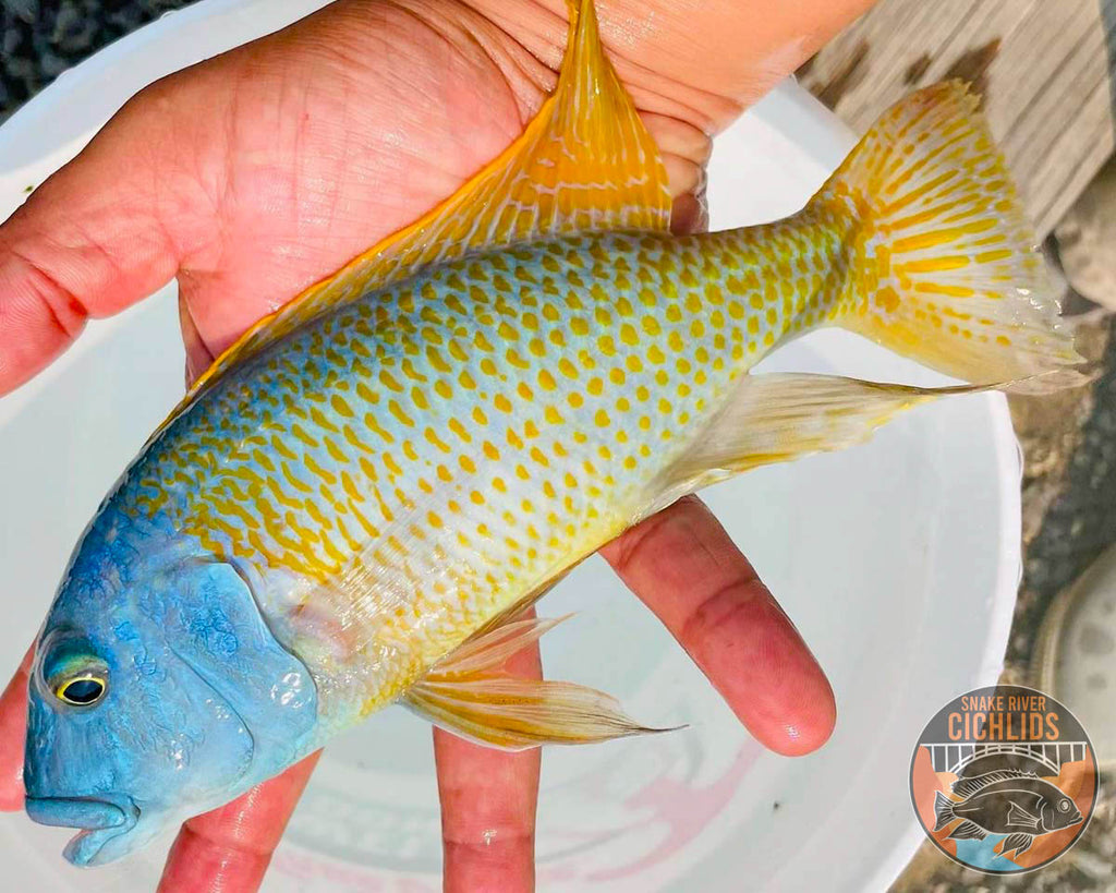 Lake Malawi Haps – Snake River Cichlids