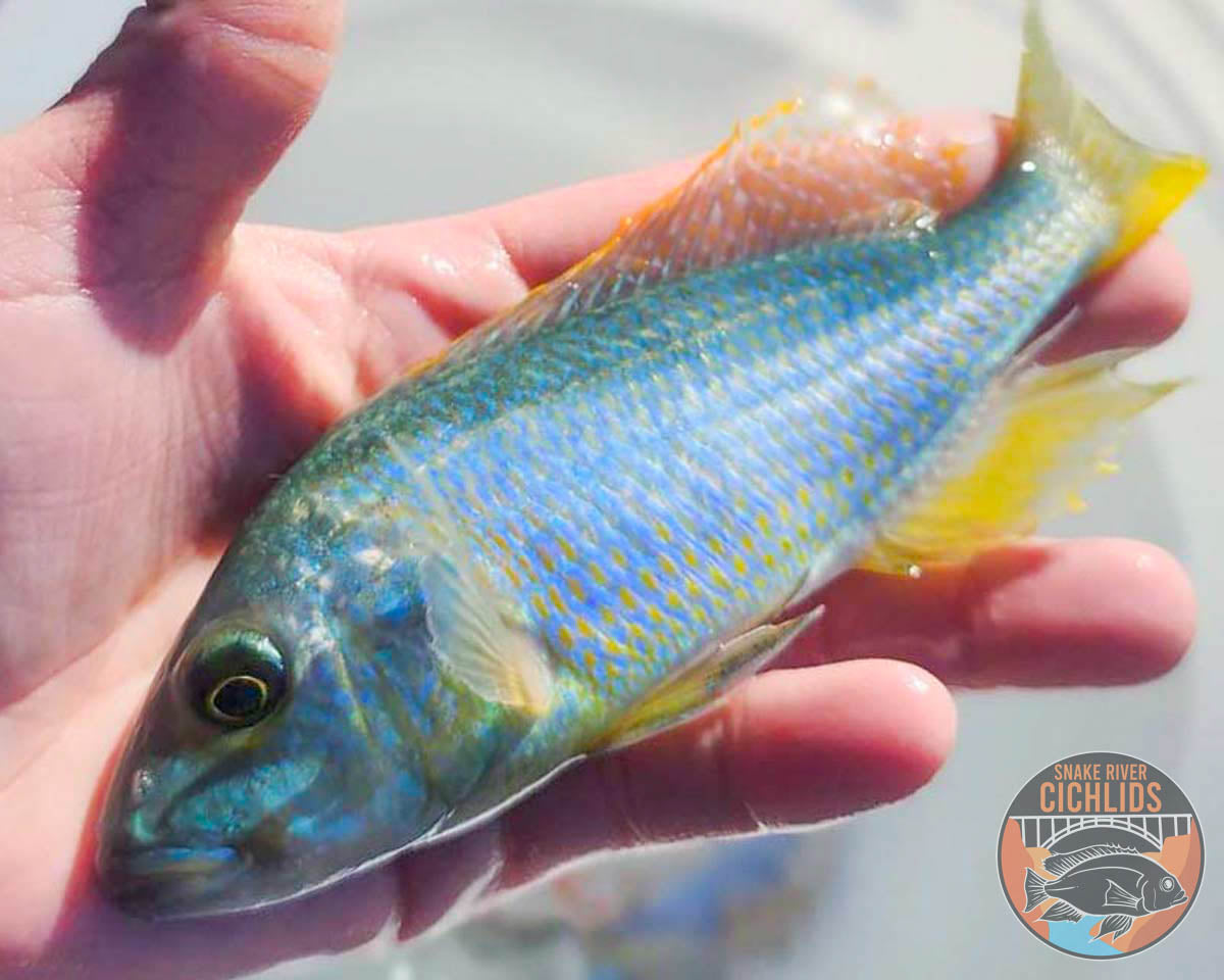 Yellow Lepturus Hap Cichlid – Snake River Cichlids