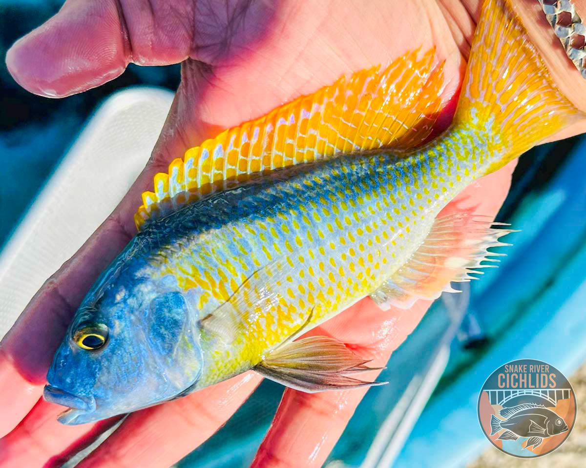 Yellow Lepturus Hap Cichlid – Snake River Cichlids