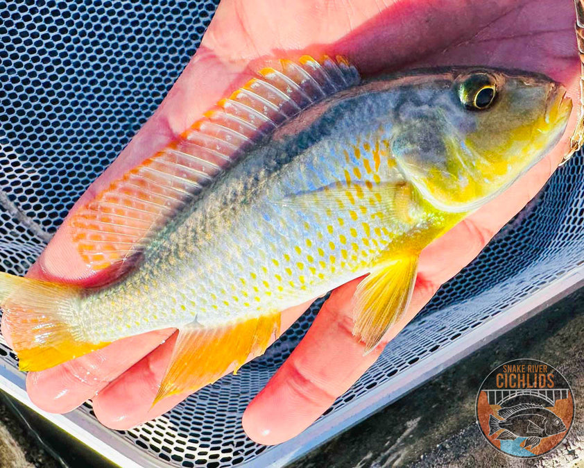 Yellow Lepturus Hap Cichlid – Snake River Cichlids