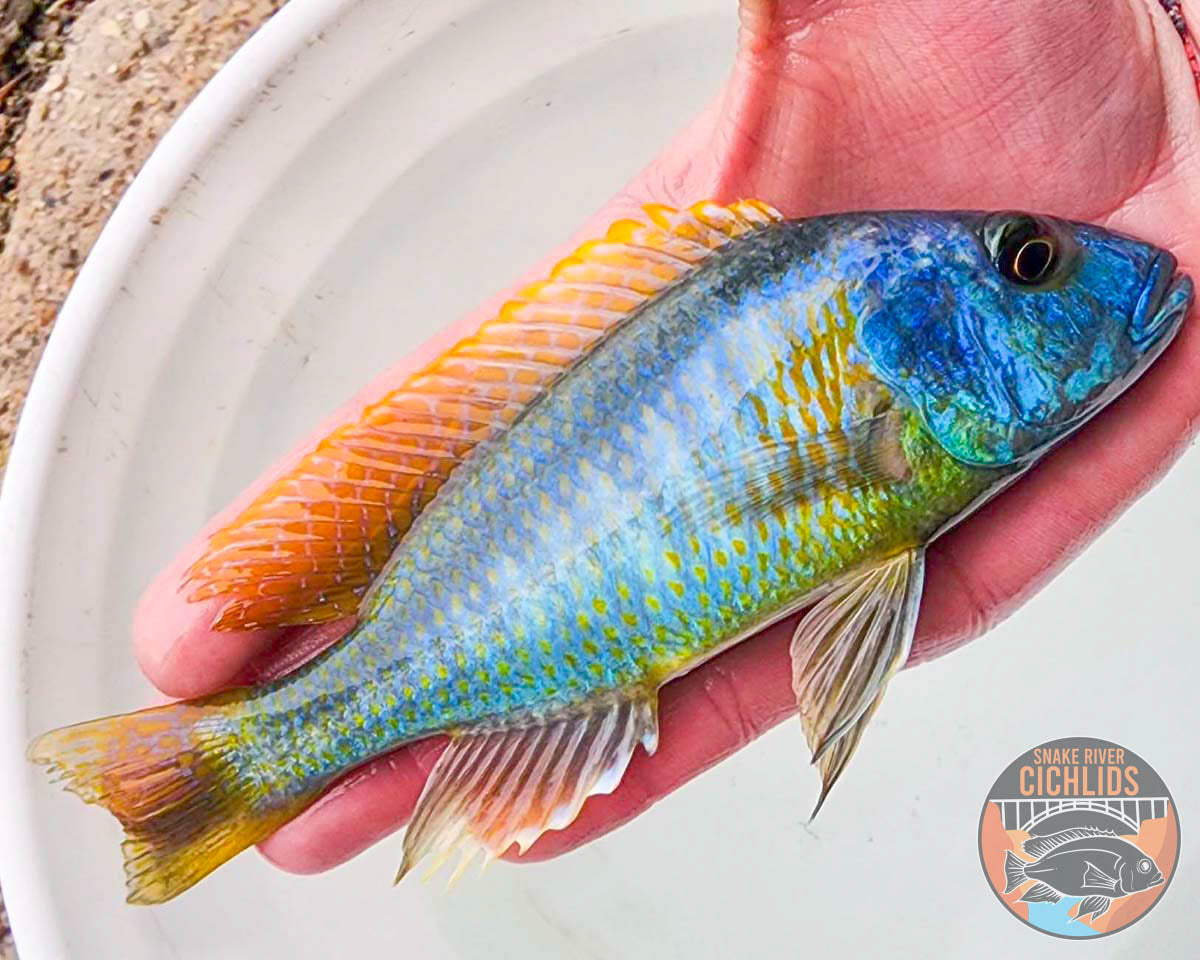 Yellow Lepturus Hap Cichlid – Snake River Cichlids