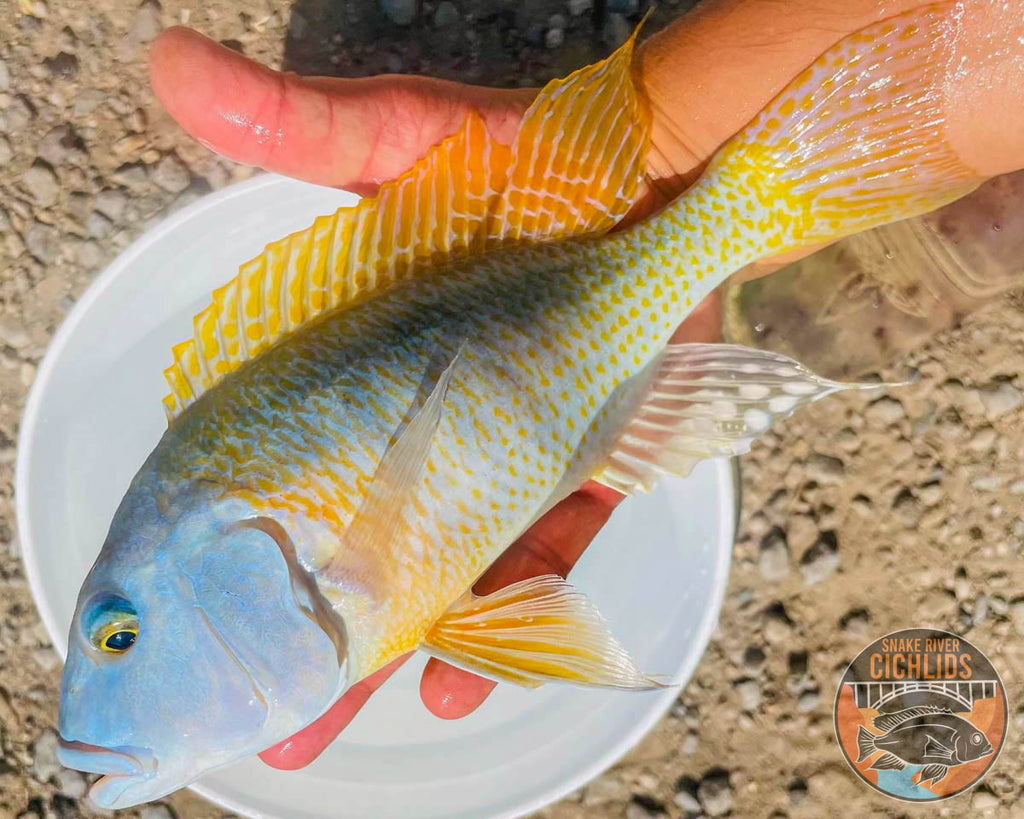 Yellow Lepturus Hap Cichlid – Snake River Cichlids