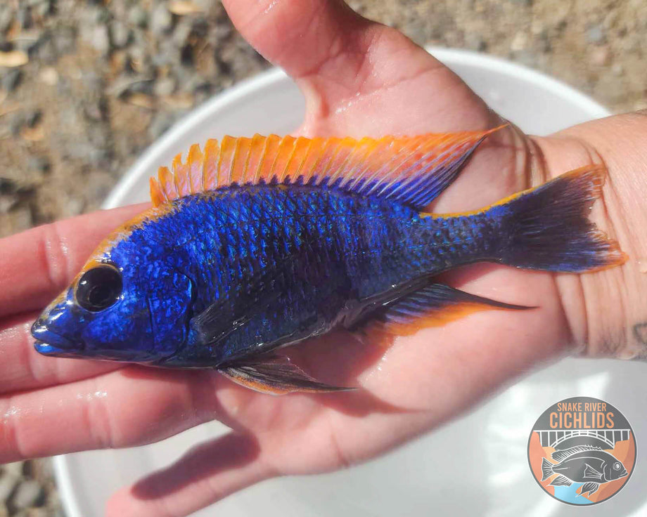 Z Rock Hap Cichlid – Snake River Cichlids