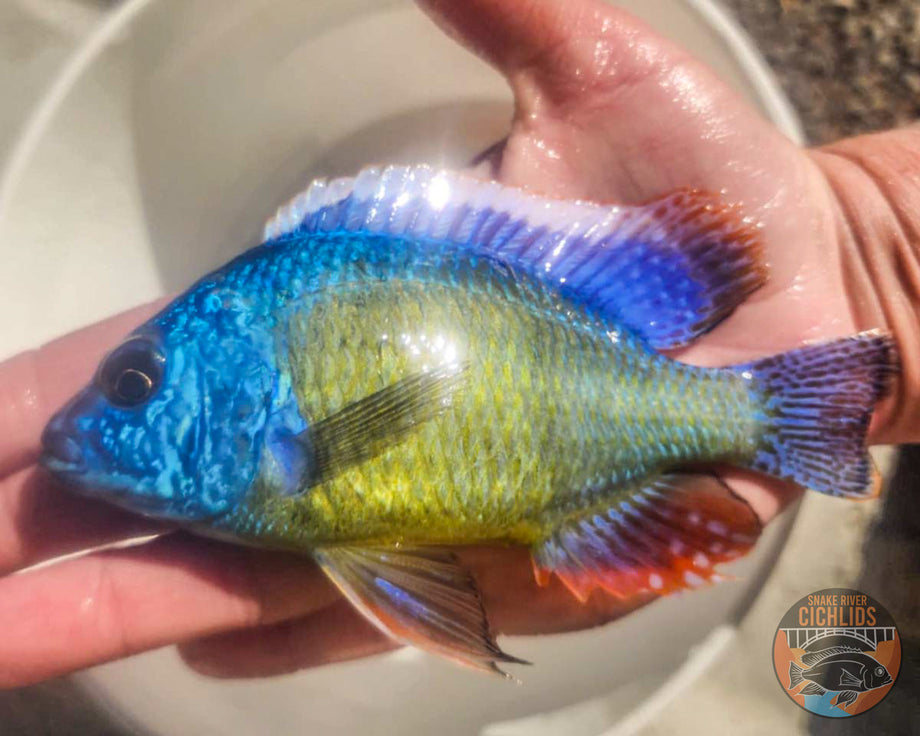Taiwan Reef Hap