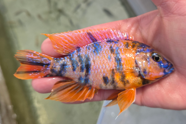 SC: 9.13 Tangerine OB 5"