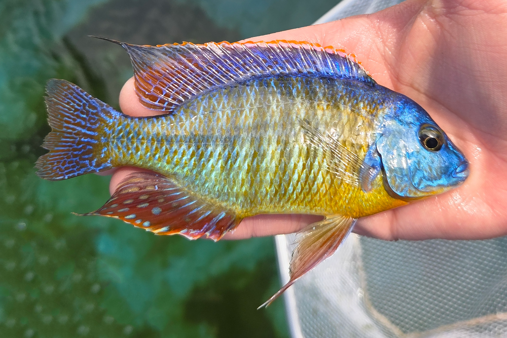 SC: 9.13 Tangerine Tiger 5.5"