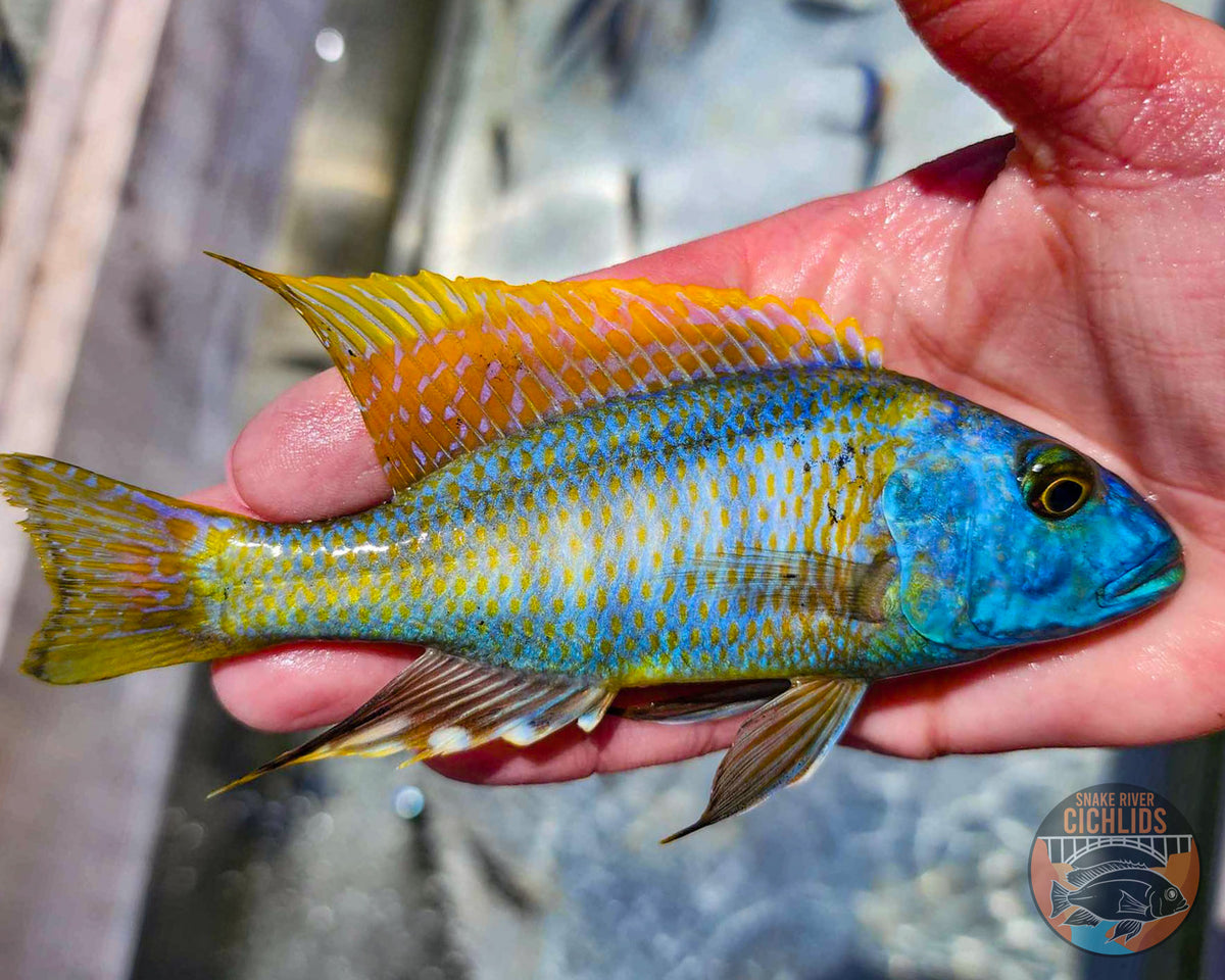 Yellow Lepturus Hap Cichlid – Snake River Cichlids