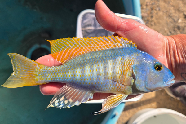 SC: 10.18 Yellow Lepturus 7.5"