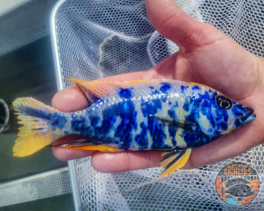 Z Rock OB Cichlid – Snake River Cichlids