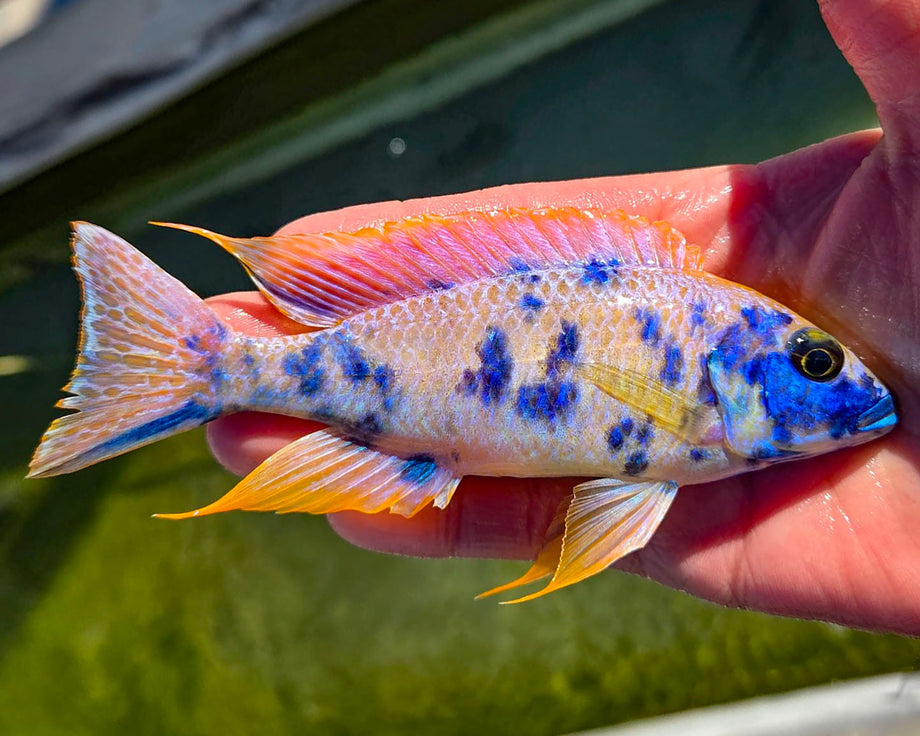 Z Rock OB Cichlid – Snake River Cichlids