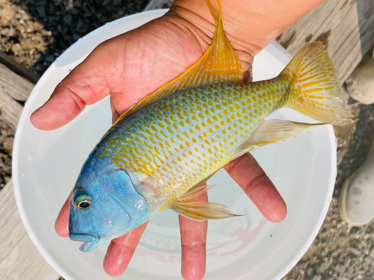 Yellow Lepturus Hap Cichlid – Snake River Cichlids