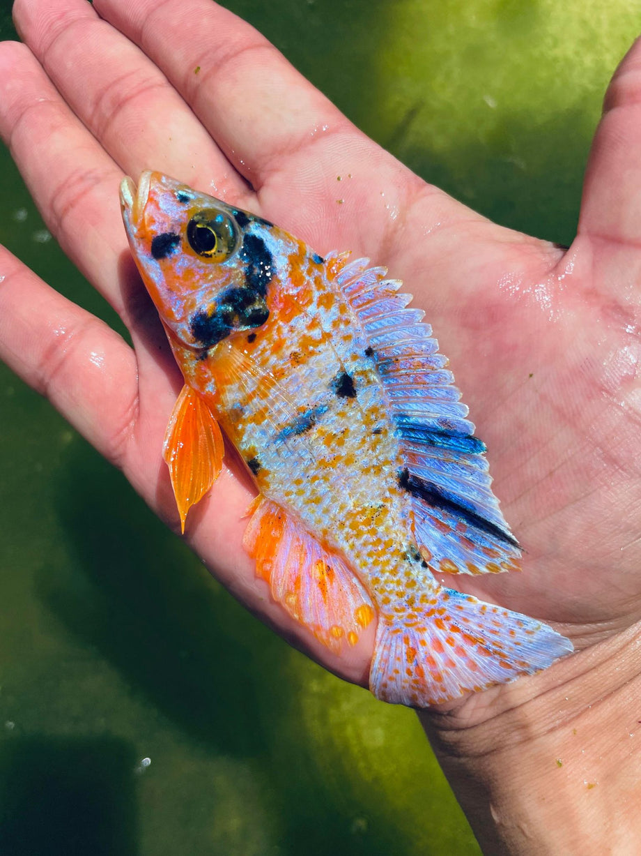 Platinum Tangerine OB Cichlid – Snake River Cichlids