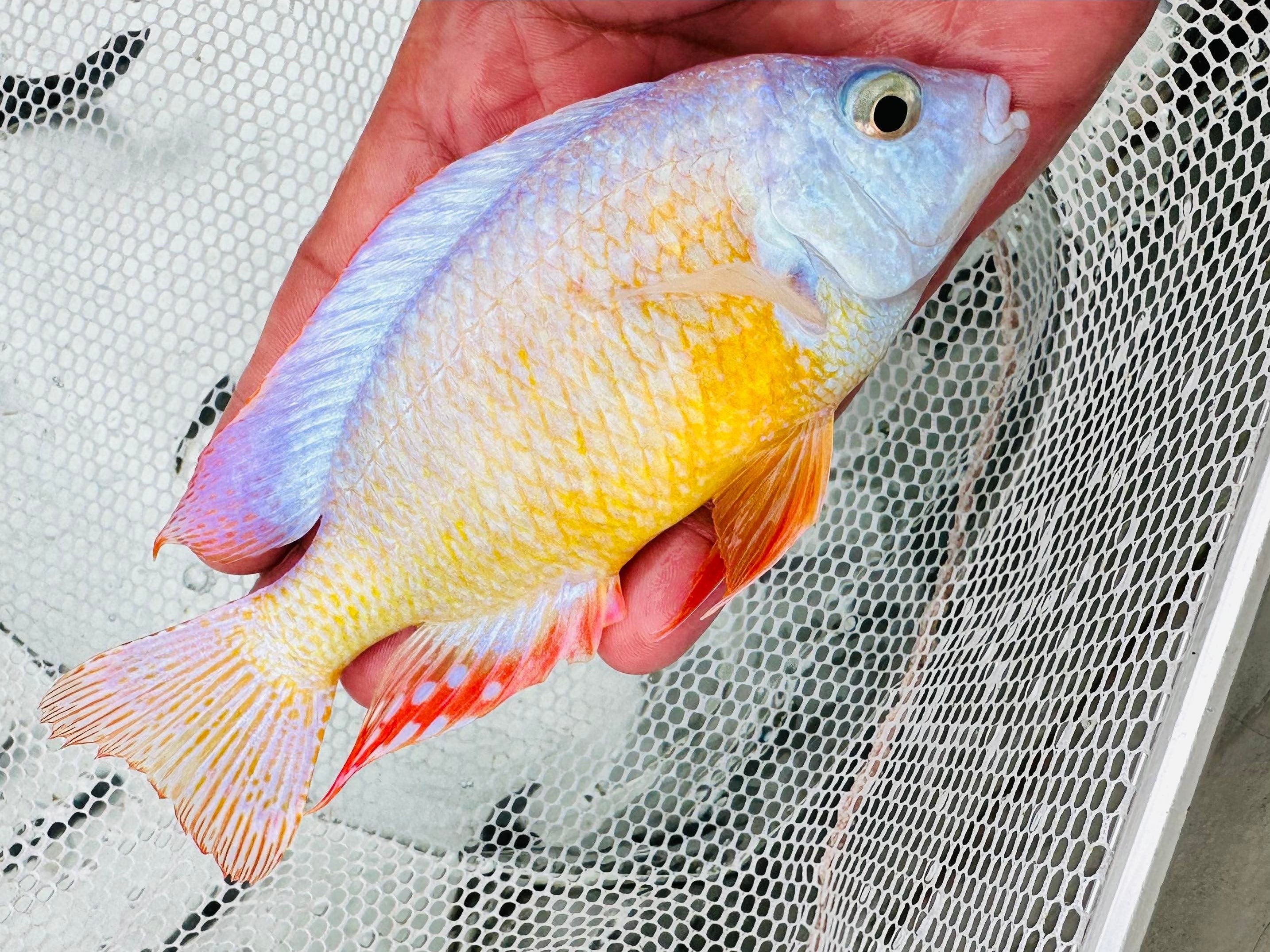 Freshwater Albino Cichlids freshwater-albino-cichlids