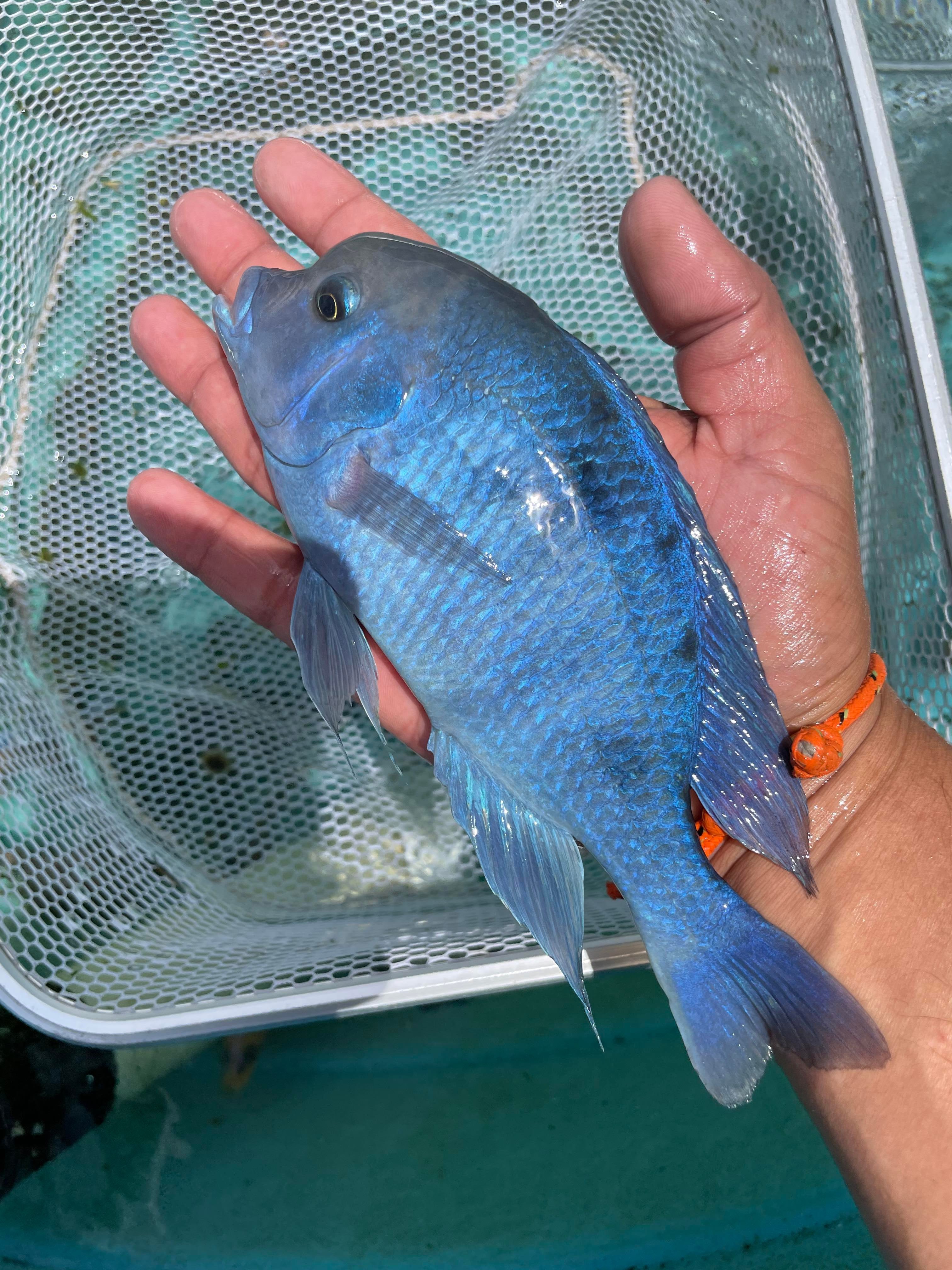 Blue Moorii Dolphin Hap Cichlid – Snake River Cichlids