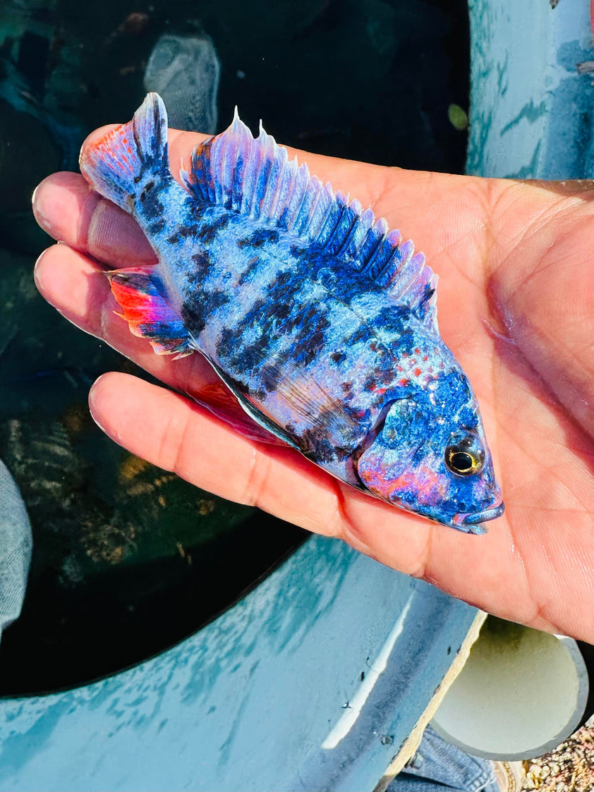Blueberry OB Cichlid – Snake River Cichlids