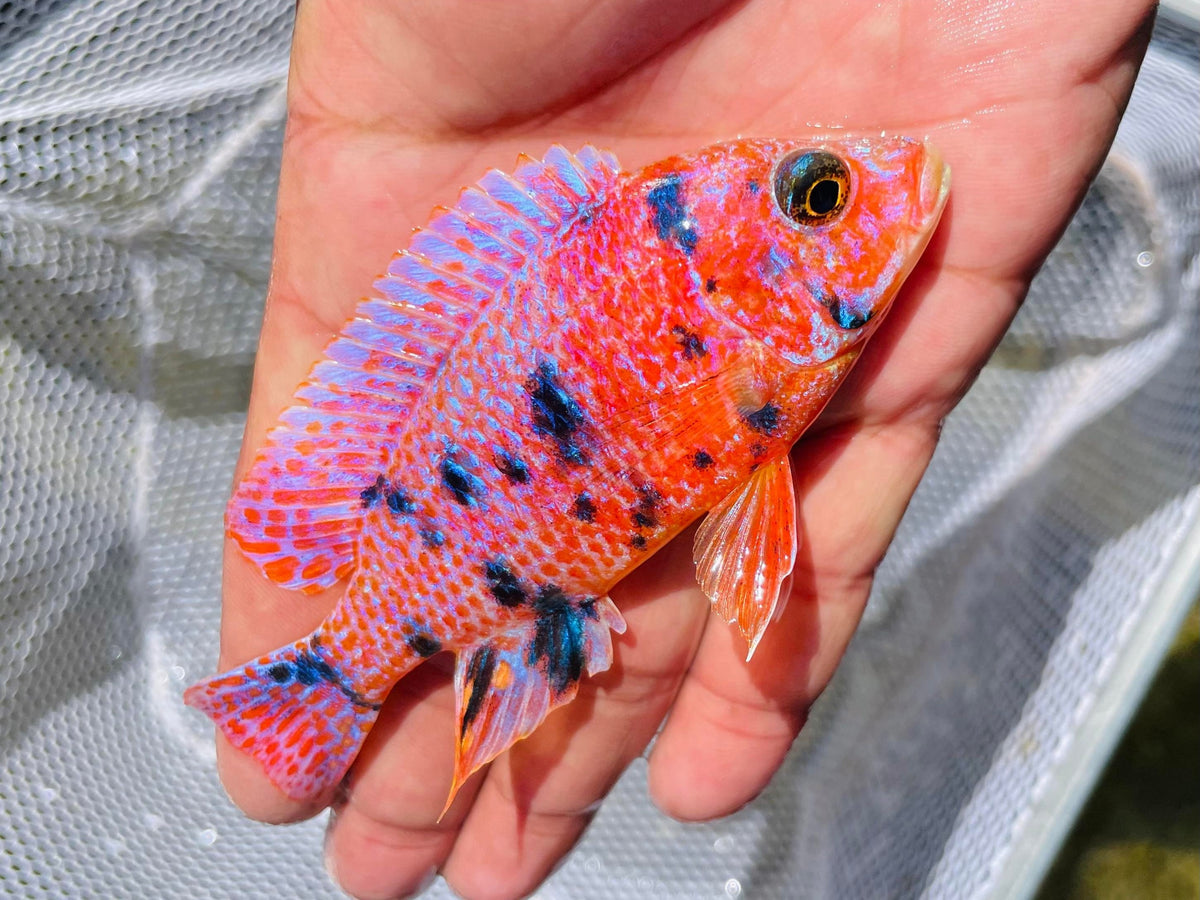 Platinum Raspberry OB Cichlid – Snake River Cichlids