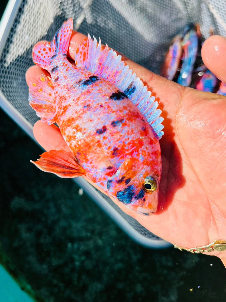 Platinum Raspberry OB Cichlid – Snake River Cichlids