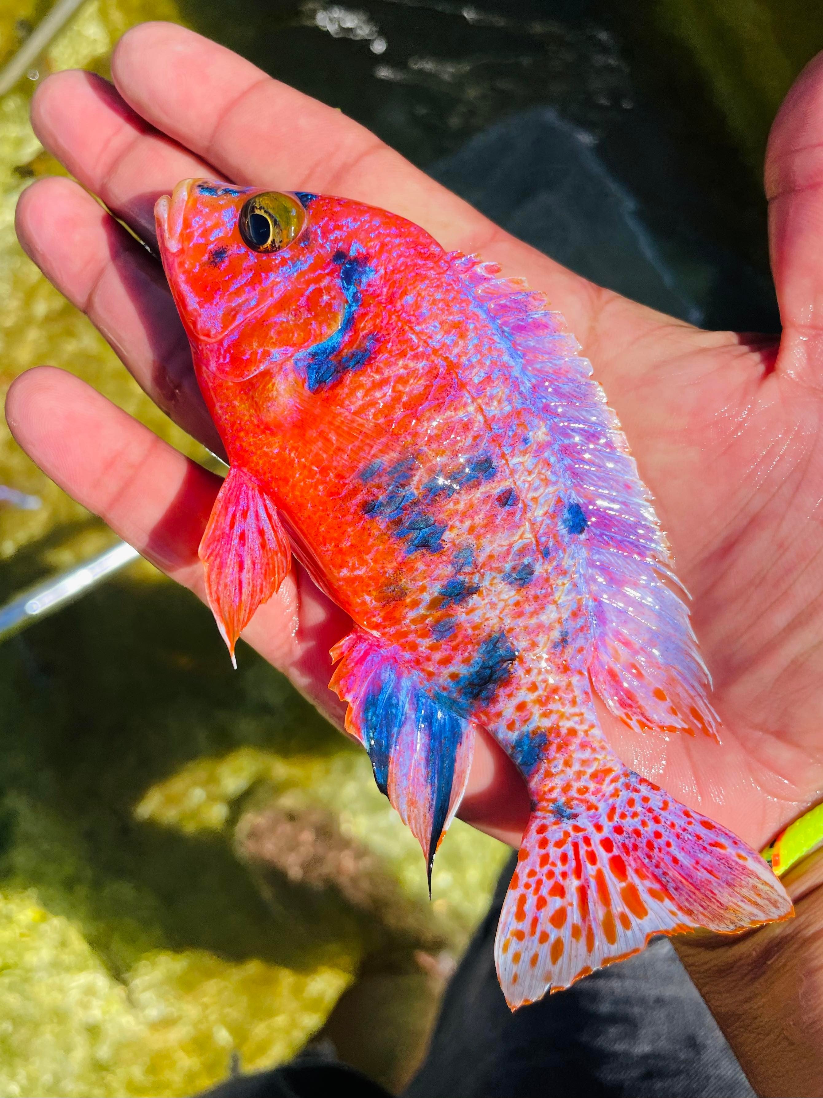 Platinum Raspberry OB Cichlid – Snake River Cichlids