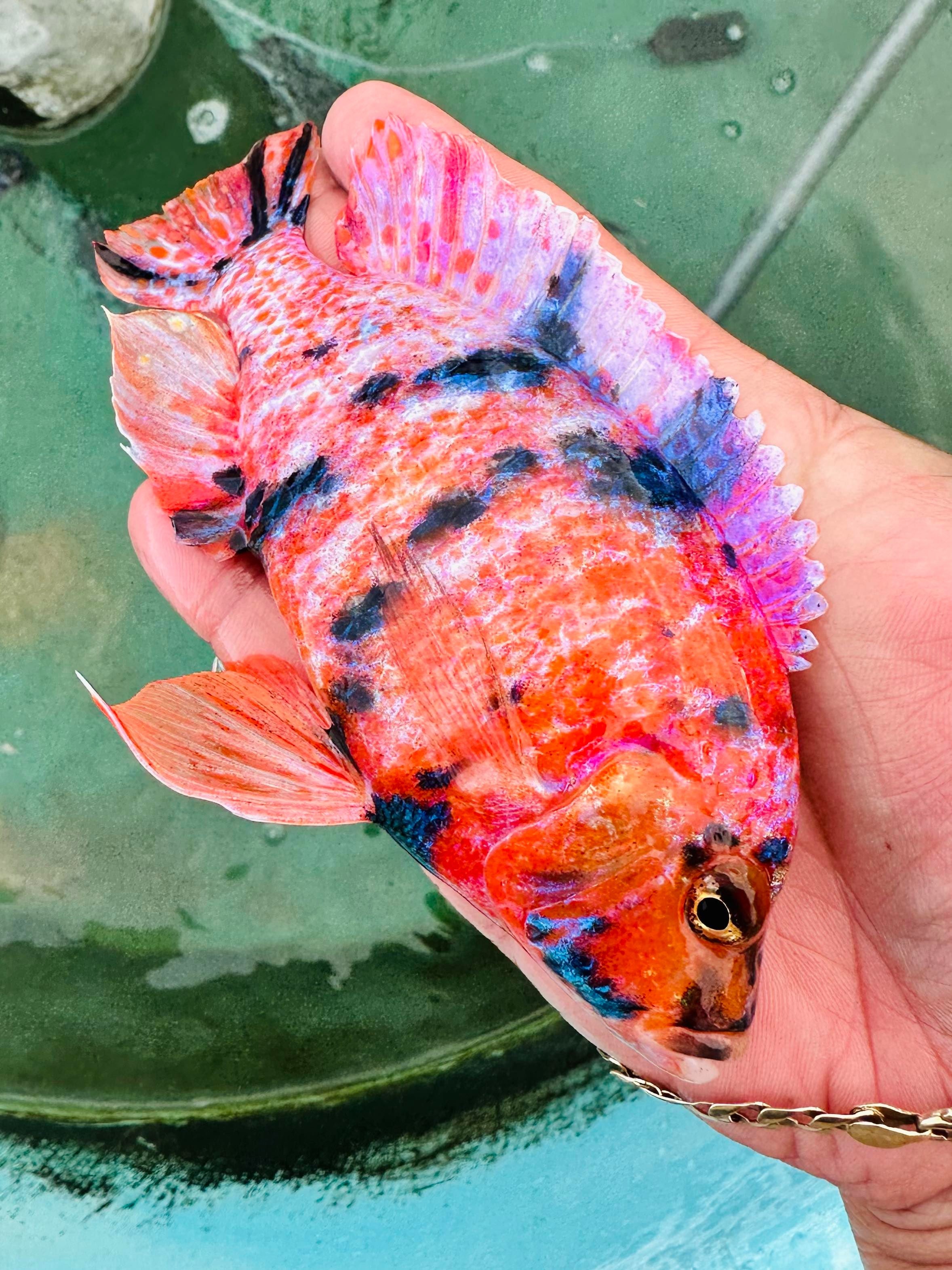 Platinum Raspberry OB Cichlid – Snake River Cichlids