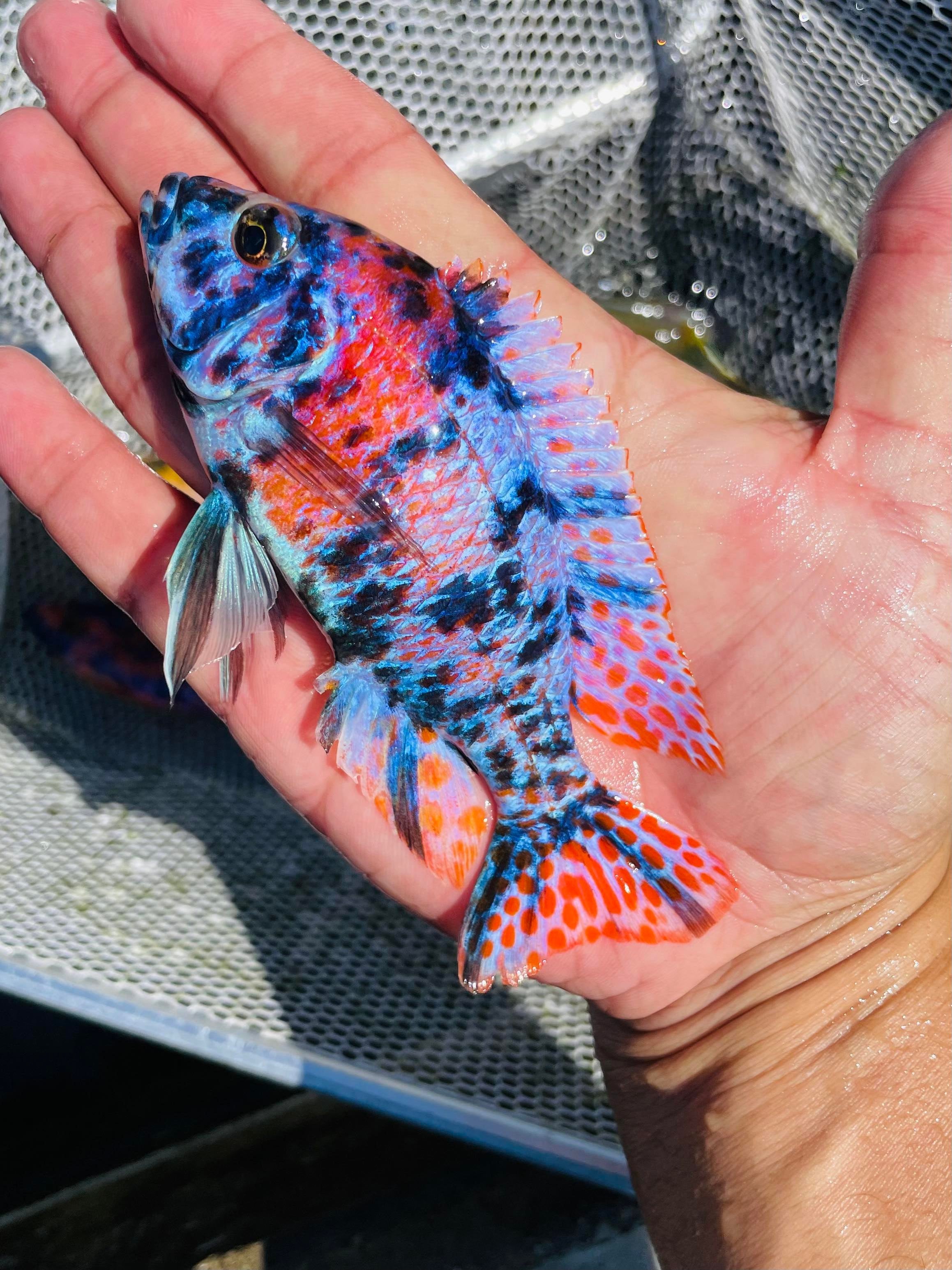 Raspberry OB Cichlid – Snake River Cichlids
