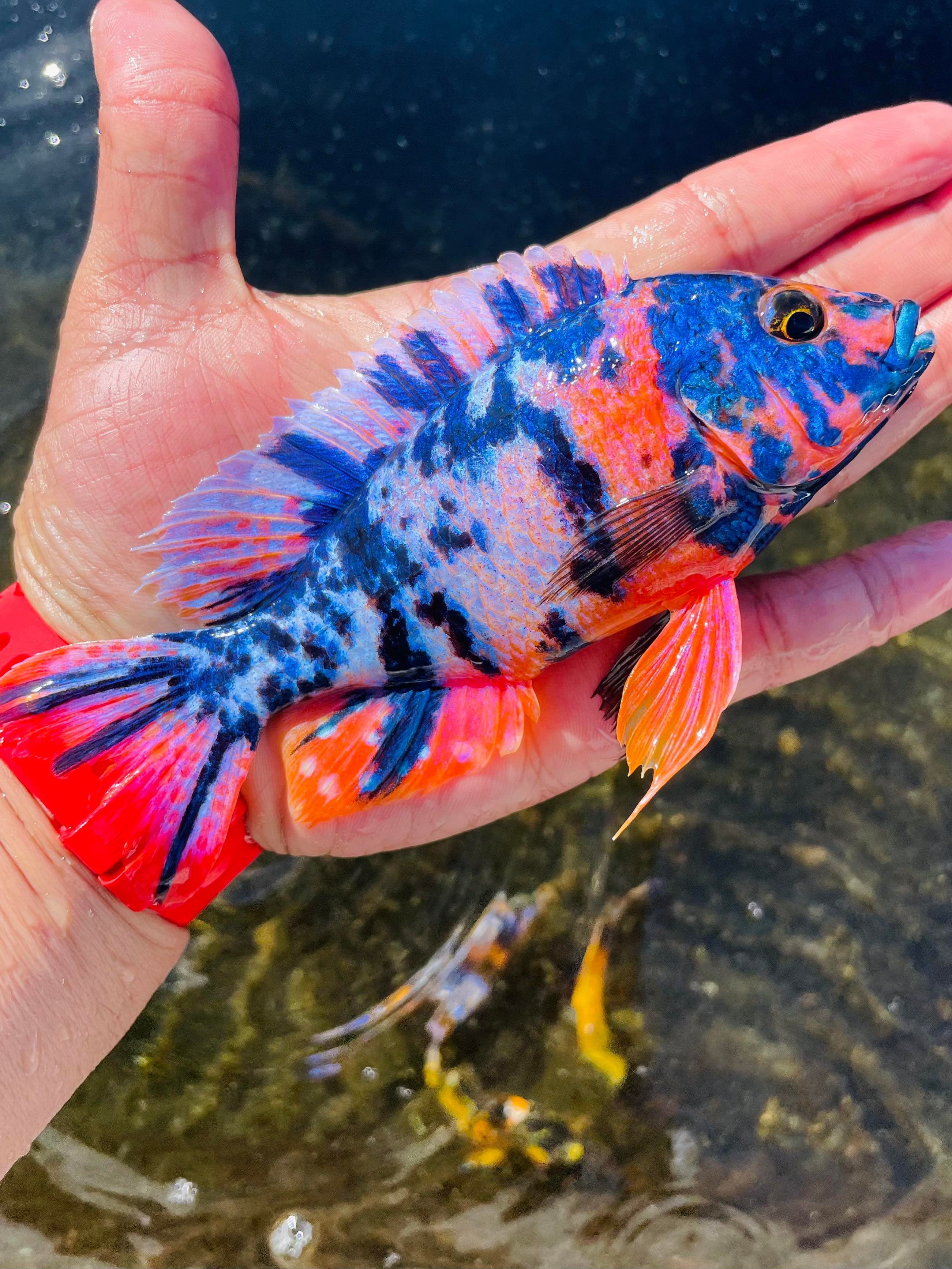 Raspberry OB Cichlid – Snake River Cichlids