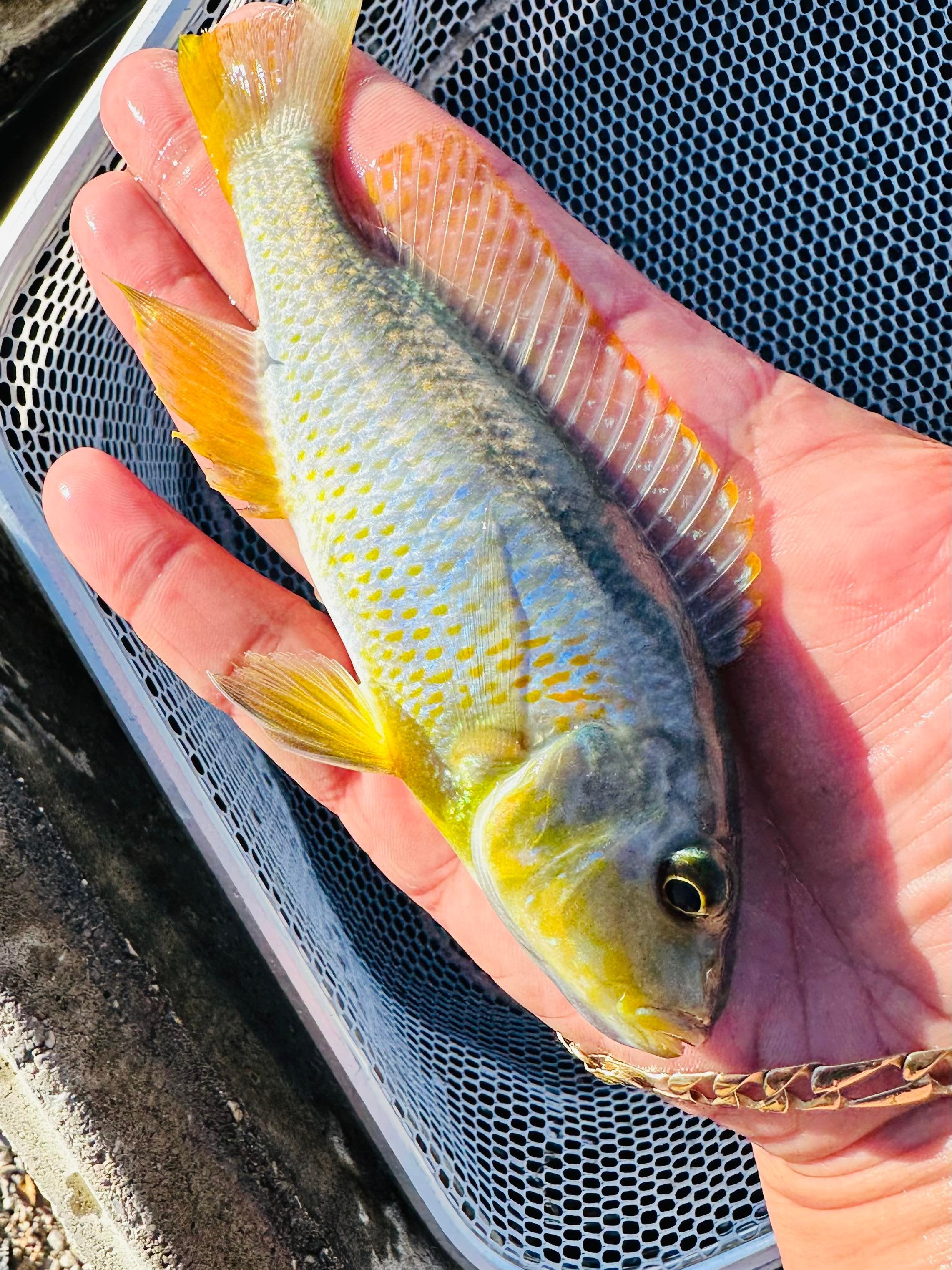 Yellow Lepturus Hap Cichlid – Snake River Cichlids
