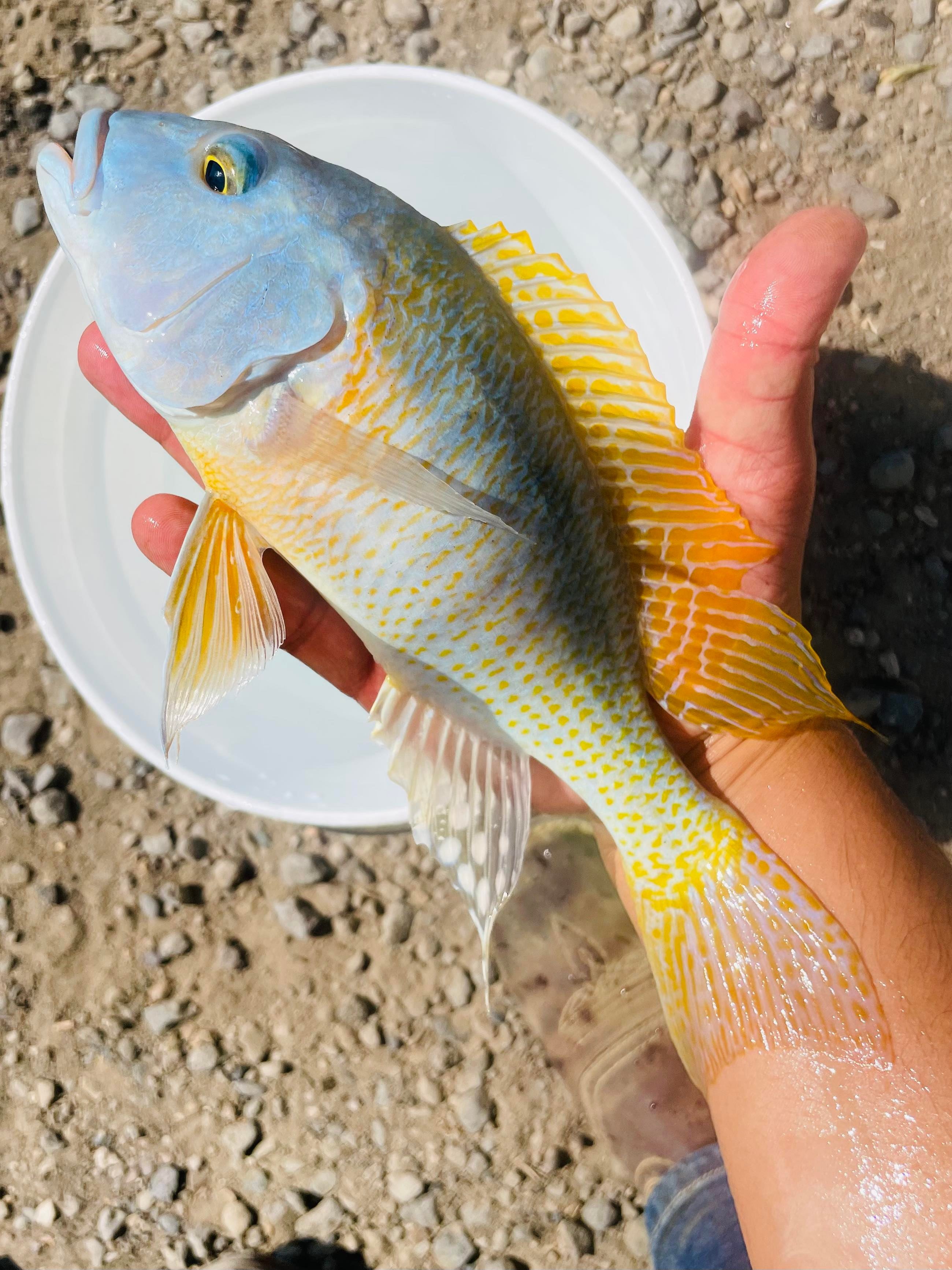 Yellow Lepturus Hap Cichlid – Snake River Cichlids