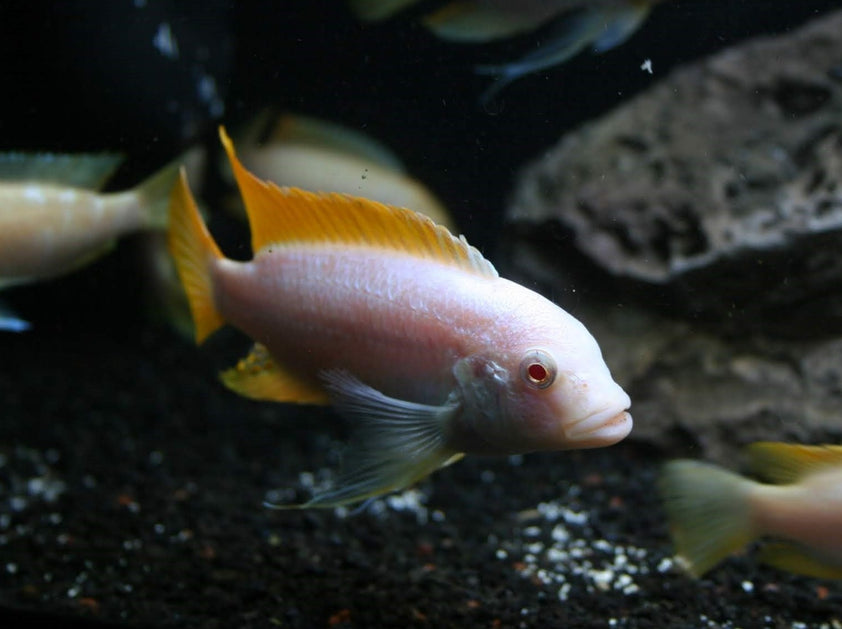 Albino Red Top Zebra Mbuna Cichlid – Snake River Cichlids