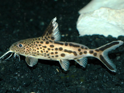 Lake Malawi Haps – Snake River Cichlids