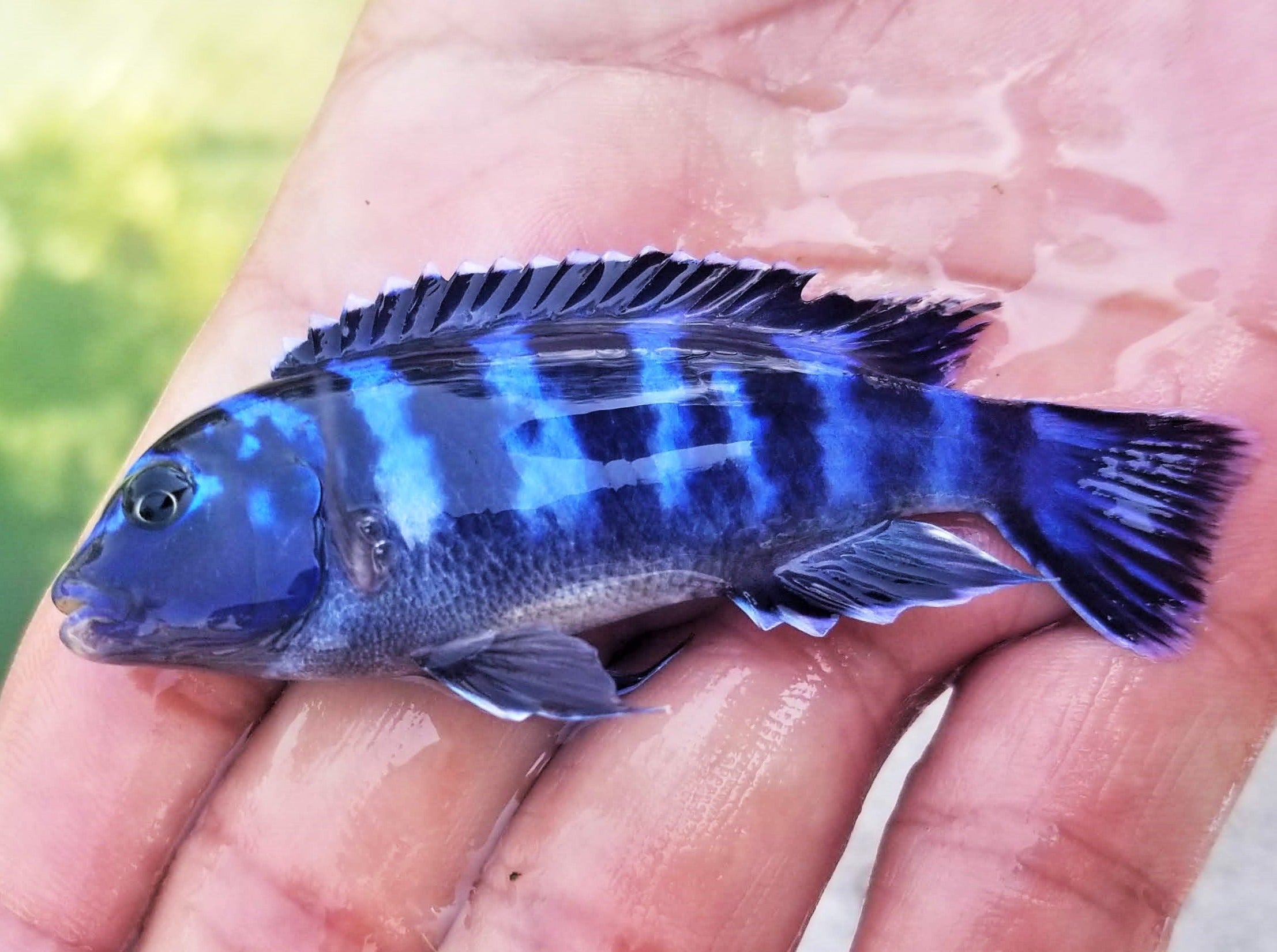 Pambox Rocks Demasoni Cichlid Male Female