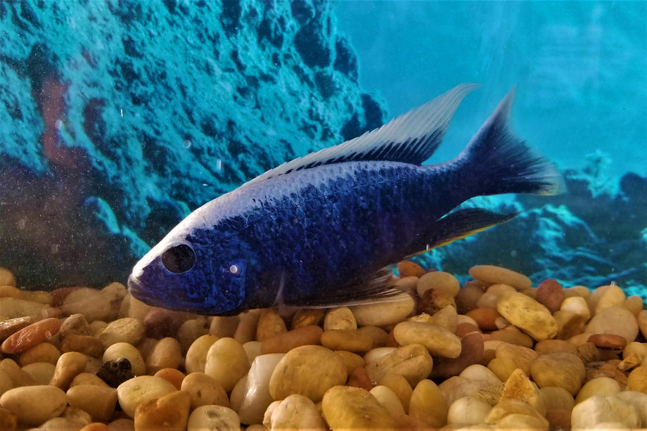 Iceberg Fryeri Hap Cichlid – Snake River Cichlids