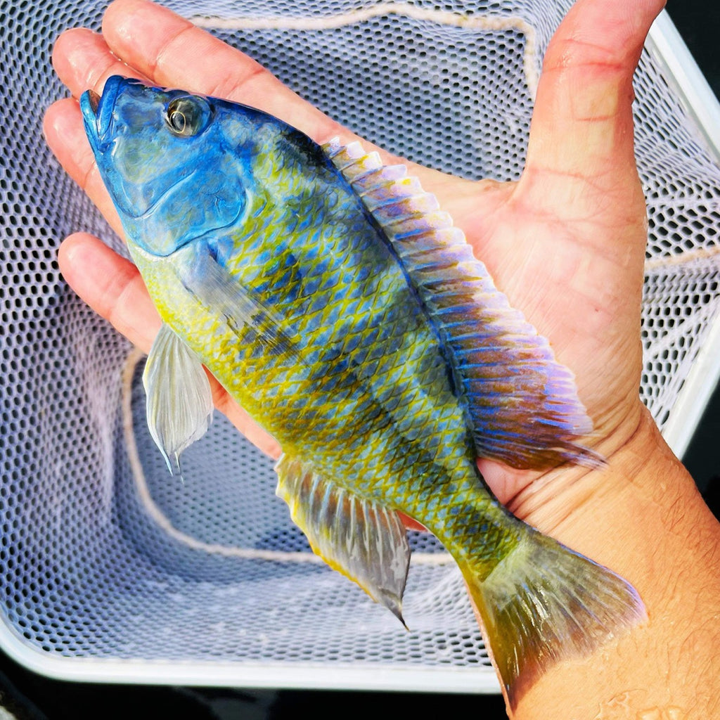 Lake Malawi Haps – Snake River Cichlids