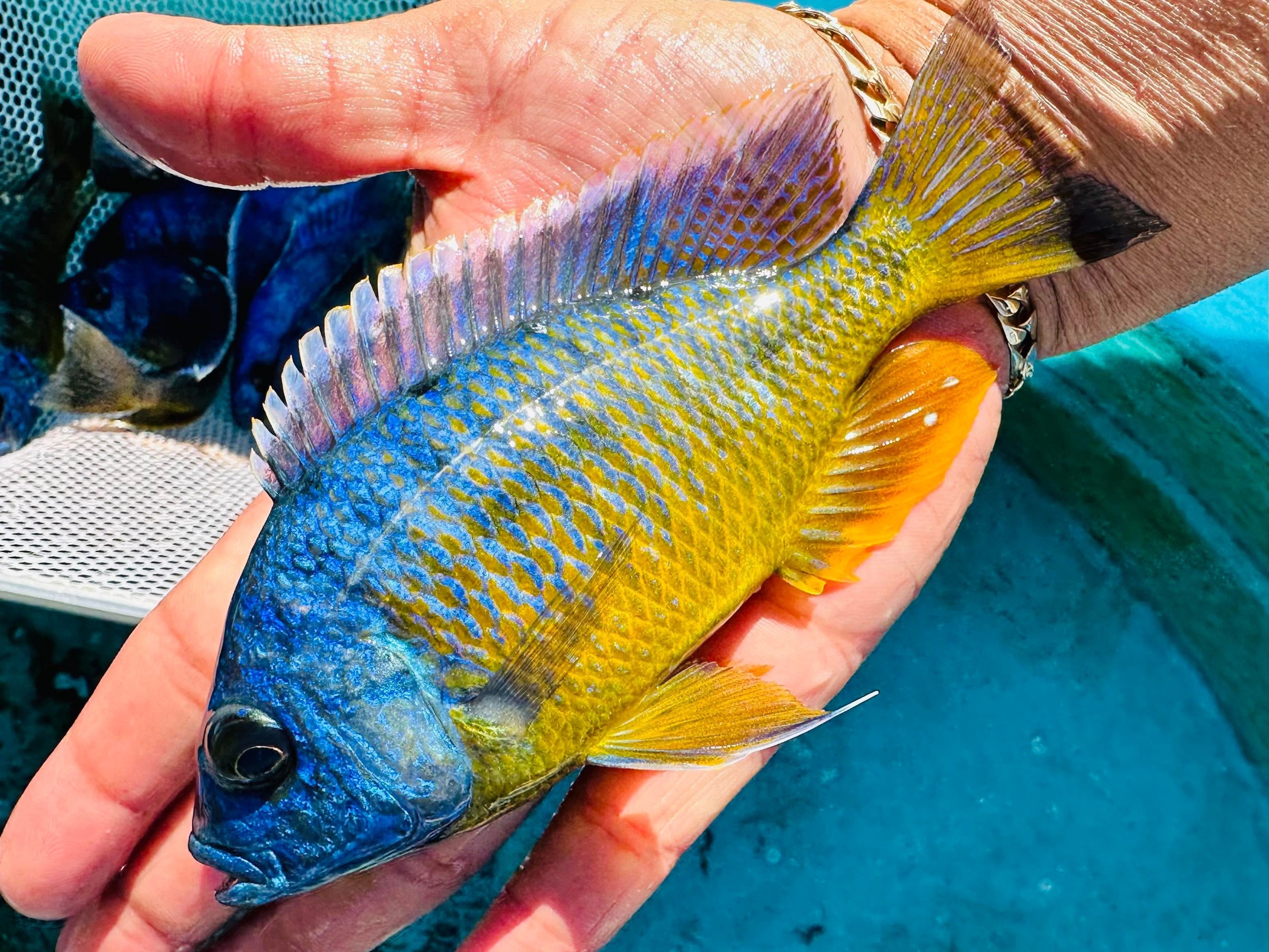 African Cichlids Haps