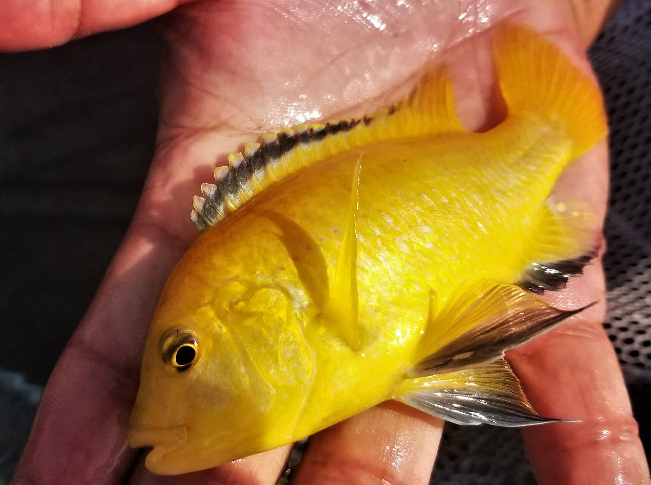 Yellow Lab Cichlid
